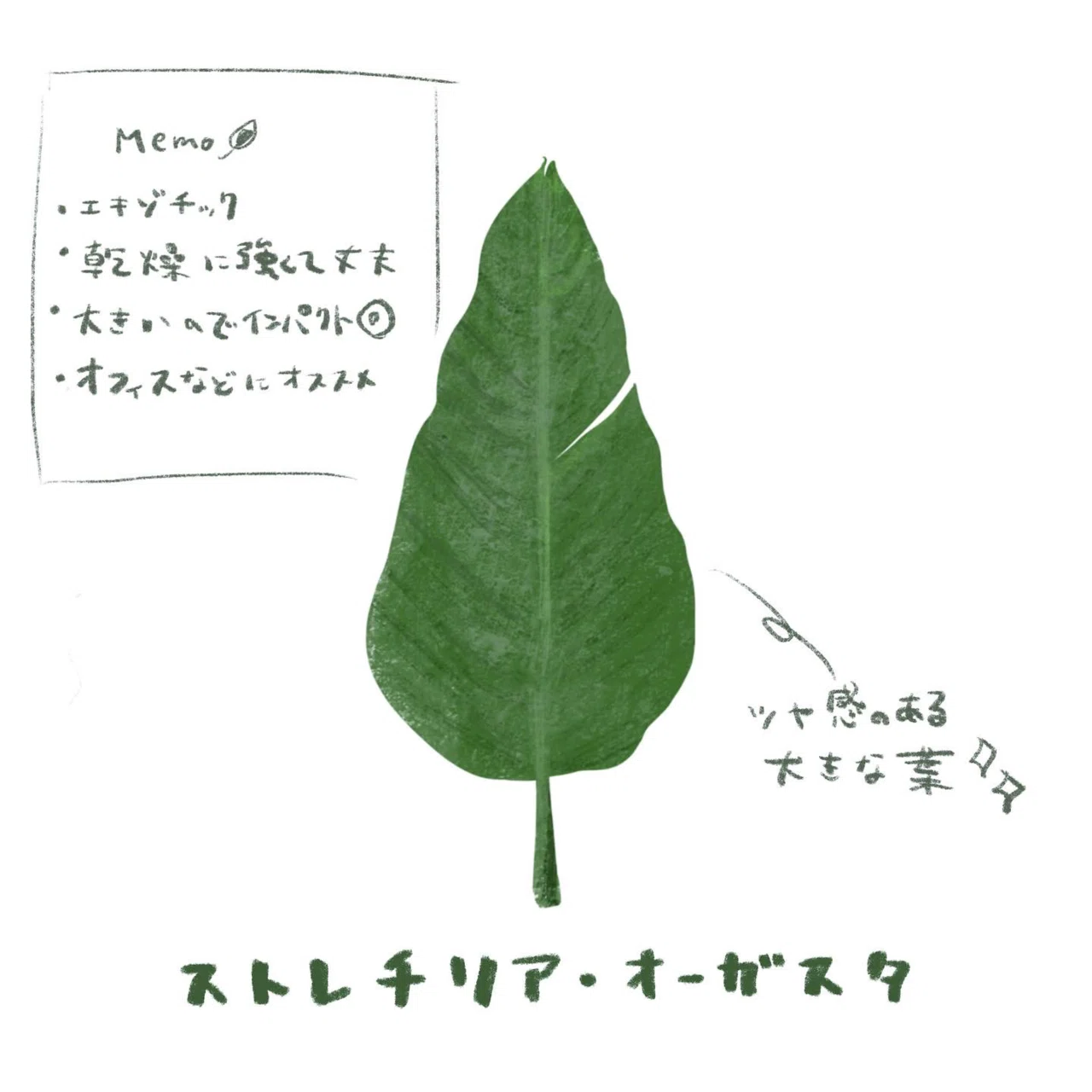 葉っぱ。スケッチメモ。｜MatsuriNe｜マツリネ