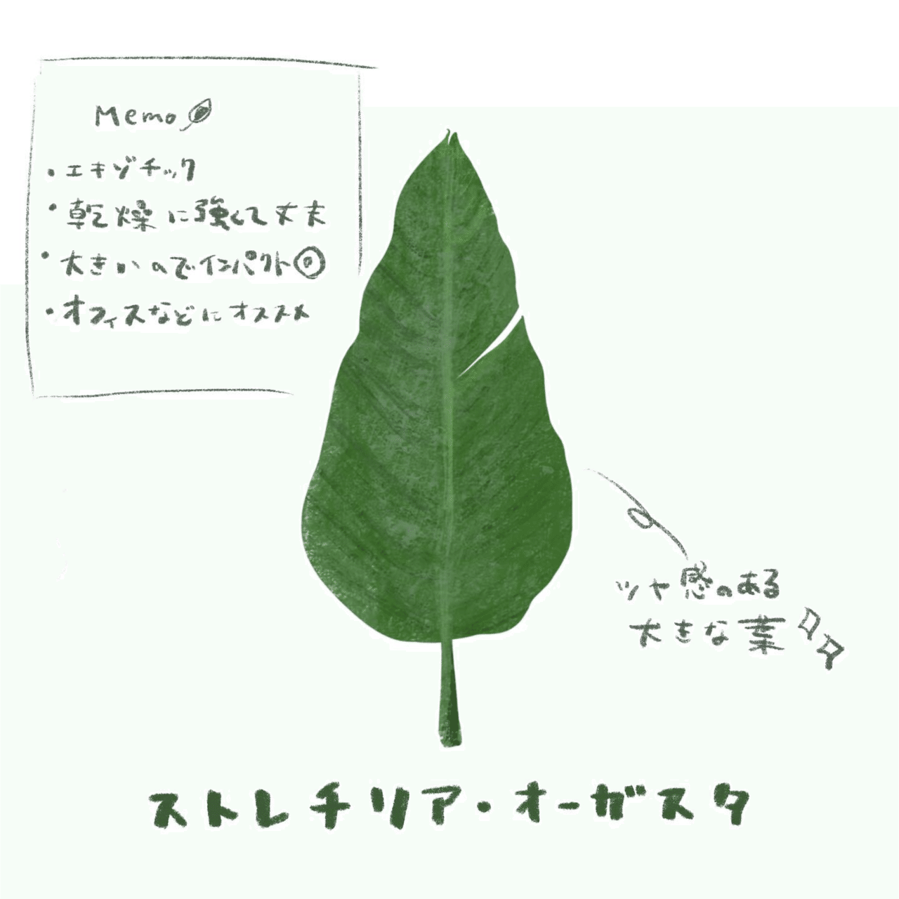 葉っぱ。スケッチメモ。｜MatsuriNe｜マツリネ