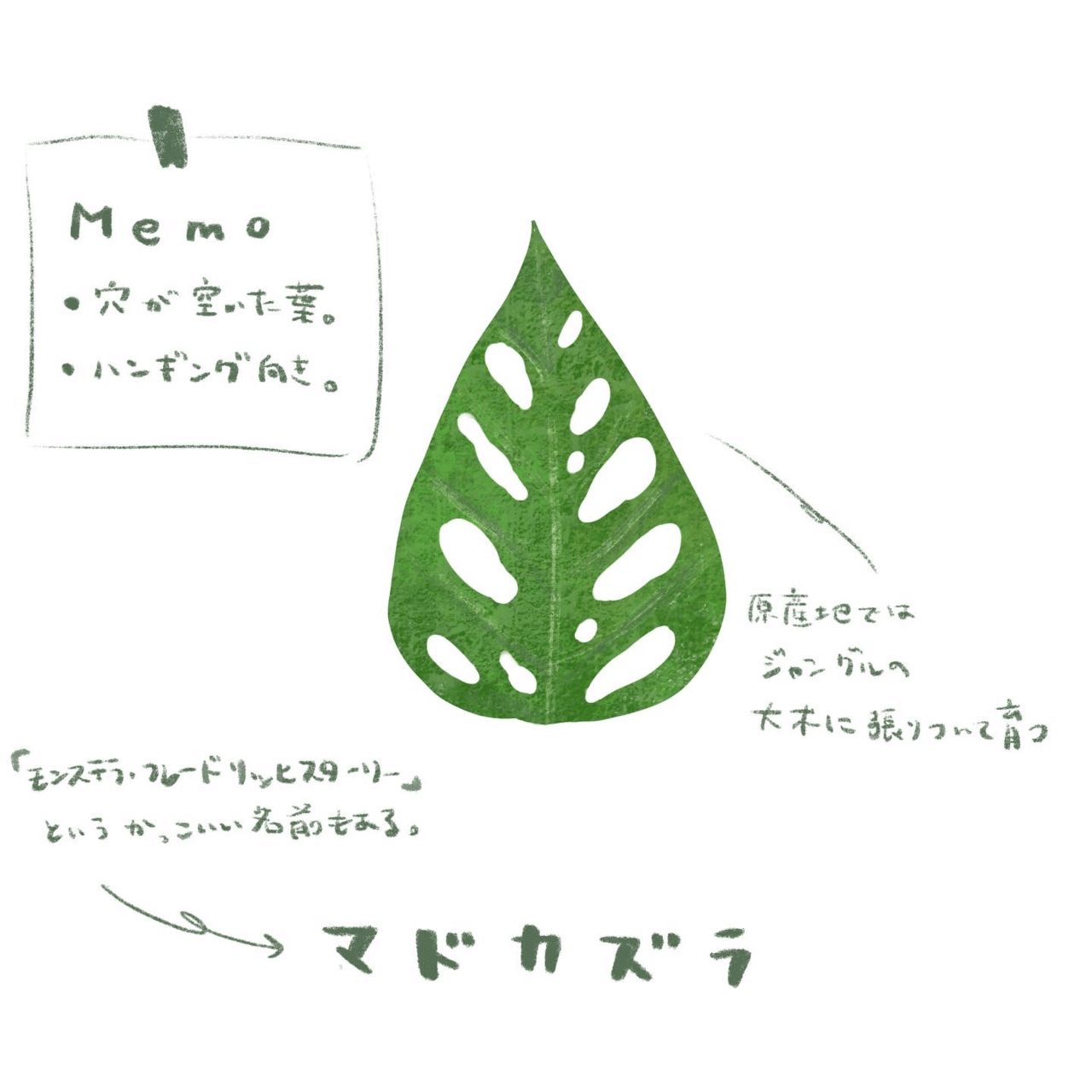 葉っぱ。スケッチメモ。｜MatsuriNe｜マツリネ
