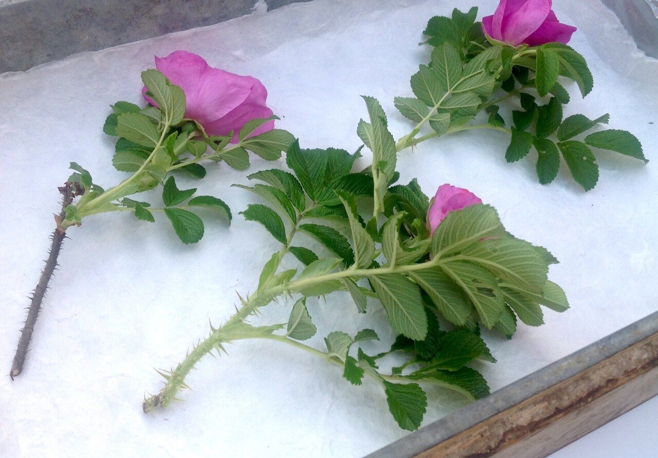 ハマナス Japanese rose｜プラントリップ -plantrip β版-