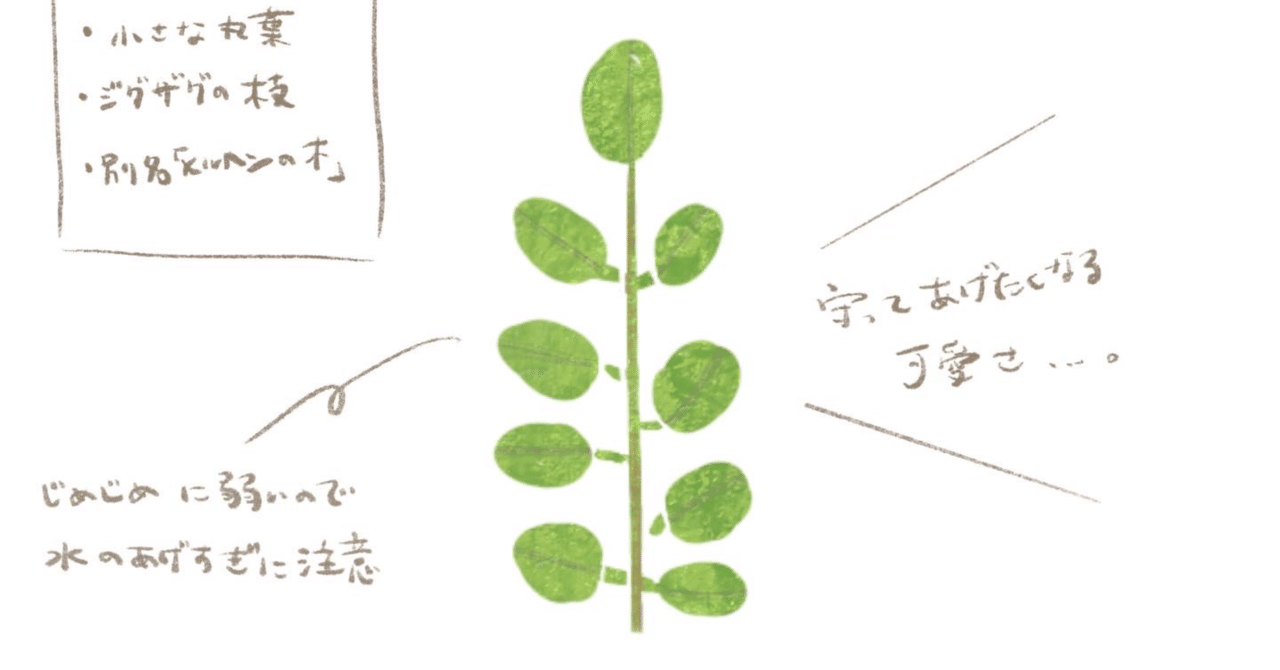 葉っぱ。スケッチメモ。｜MatsuriNe｜マツリネ