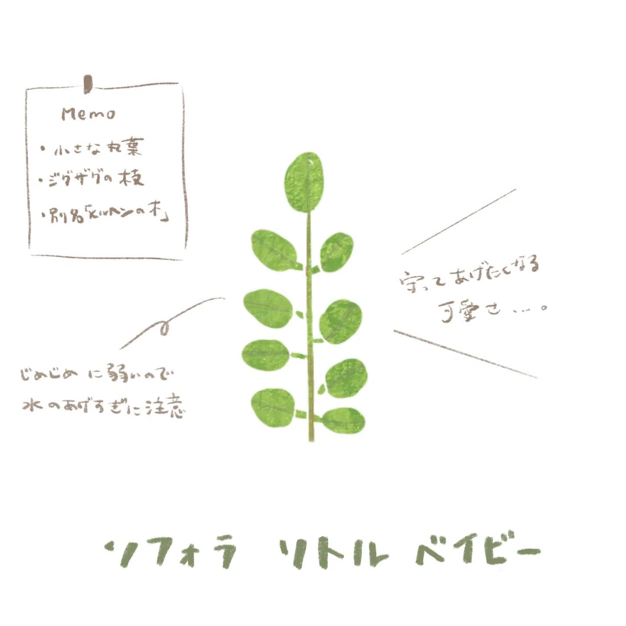 葉っぱ。スケッチメモ。｜MatsuriNe｜マツリネ