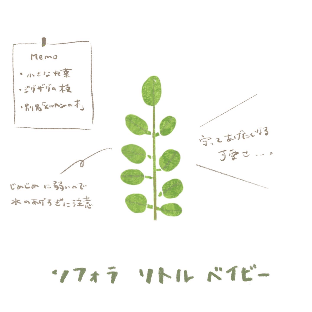 葉っぱ。スケッチメモ。｜MatsuriNe｜マツリネ