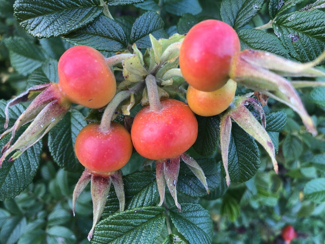 ハマナス Japanese rose｜プラントリップ -plantrip β版-