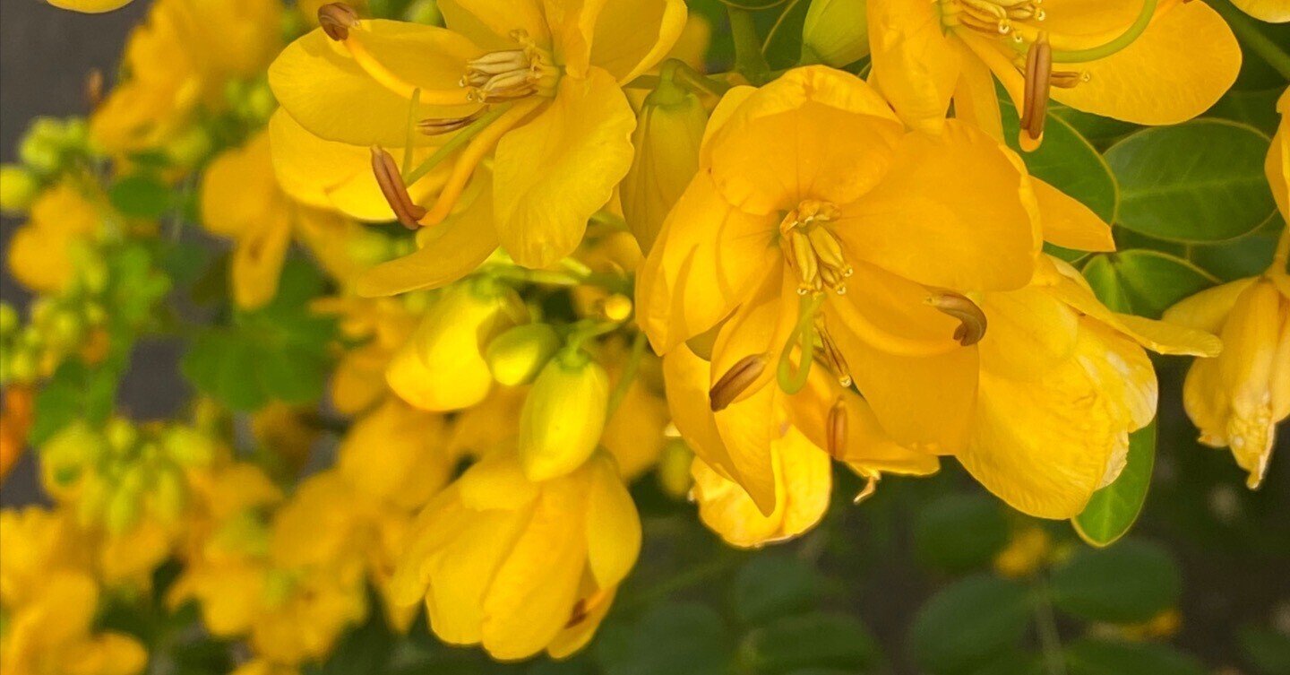 南国鹿児島の南国ぽい植物の話ー コバノセンナ とアンデスの乙女 Haco ガーデンプランナー 庭のある暮らし植物のある暮らし Note 南国鹿児島の南国ぽい植物の話ー コバノセンナ とアンデスの乙女 Haco ガーデンプランナー 庭のある暮らし植物のある暮らし Note