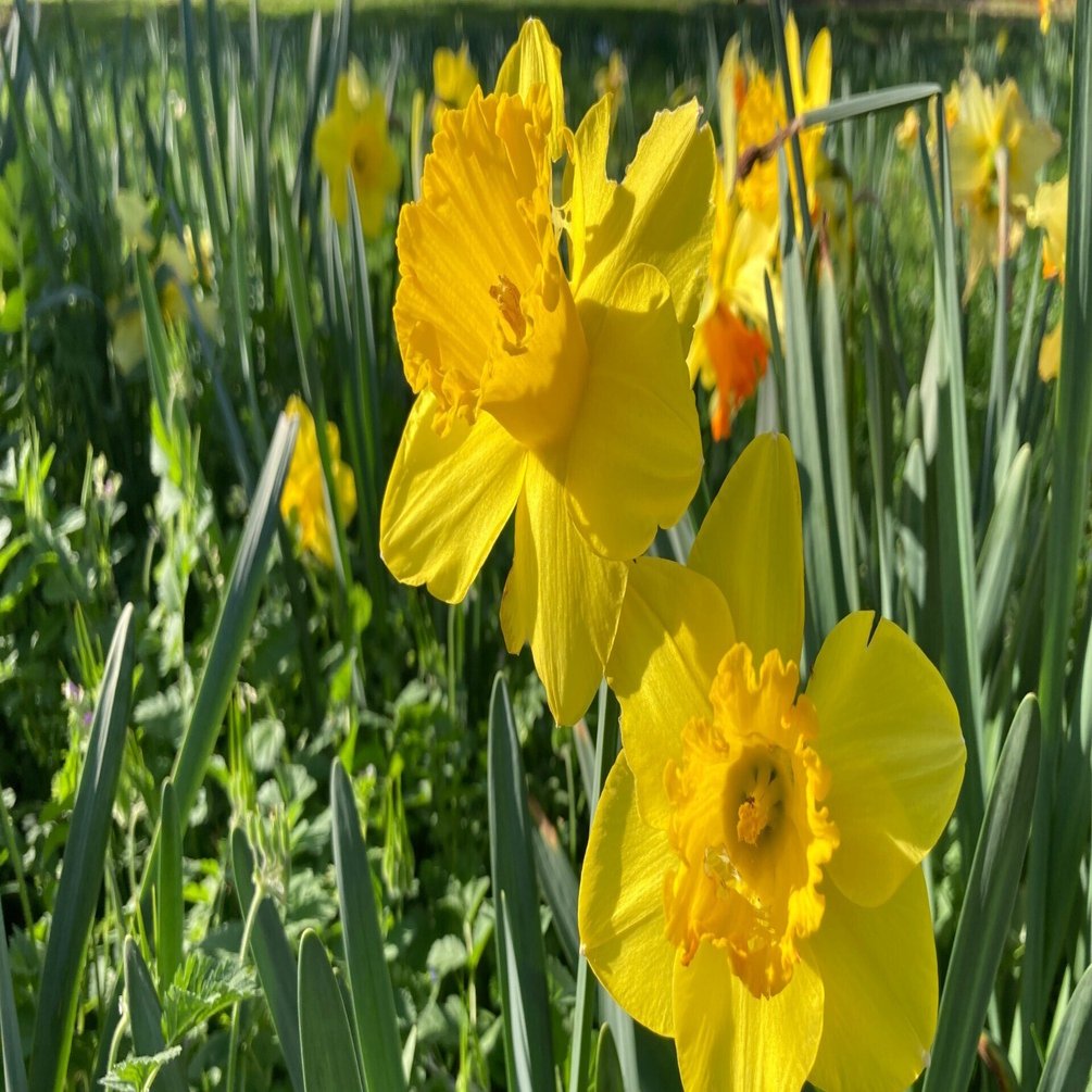 水仙の詩 by William Wordsworth｜Il fantasma di Venezia（イル