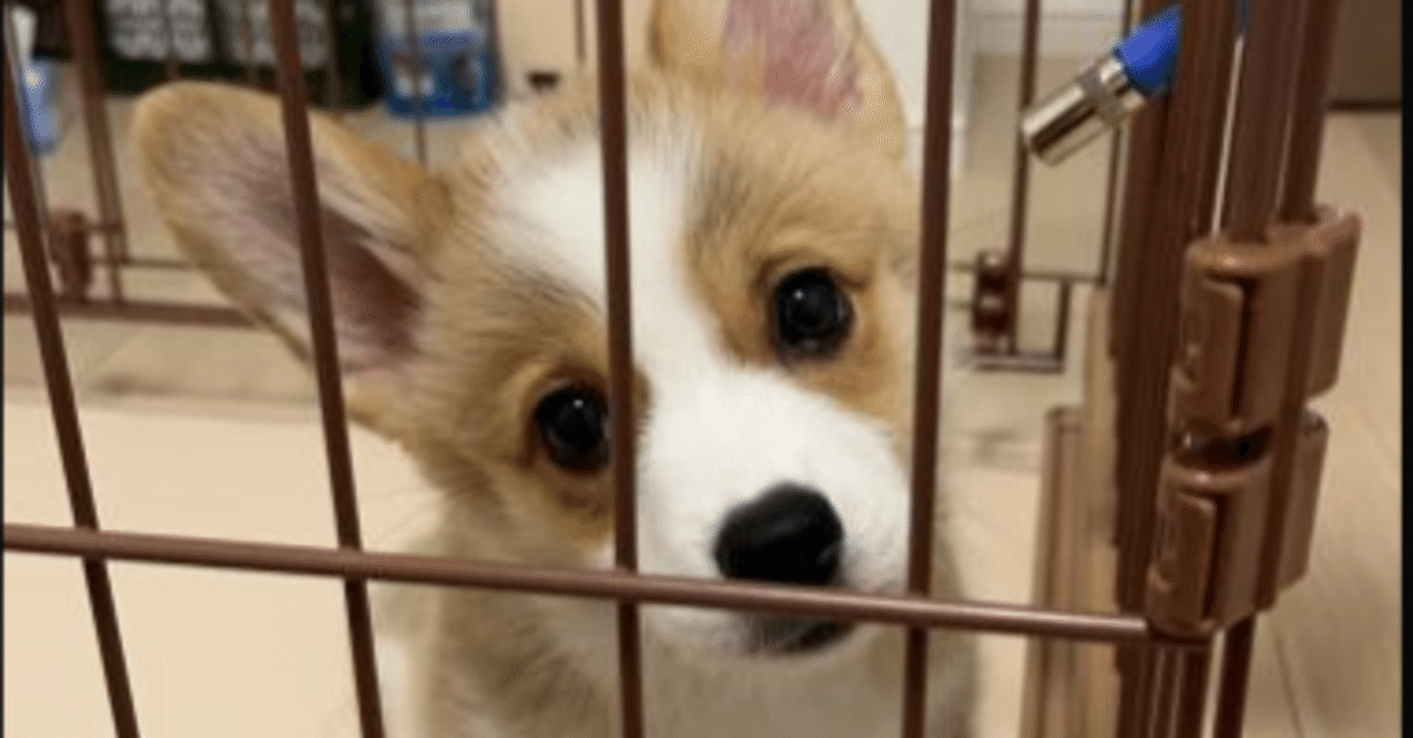 本日のgoldについて キツネの目 Note 本日のgoldについて キツネの目 Note