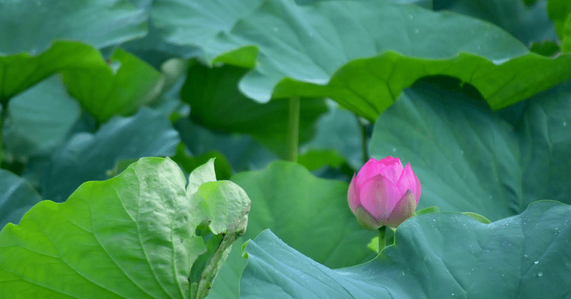 己の花は見れるのか（致知10月号より）