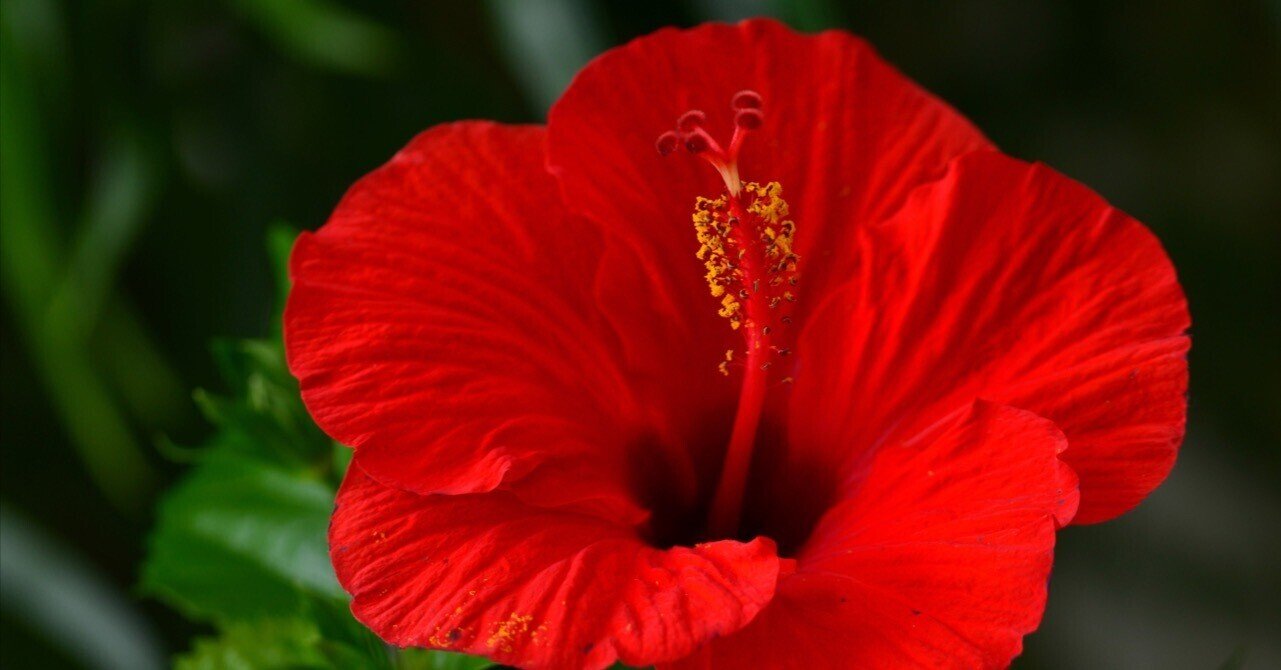 赤い花 元気が出る トロピカル プラント 西田親生 Ictdoctor Note 赤い花 元気が出る トロピカル プラント 西田親生 Ictdoctor Note