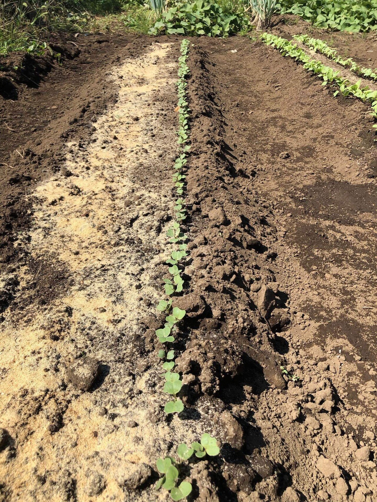 はつか大根の発芽③｜Suzuki Takeshi