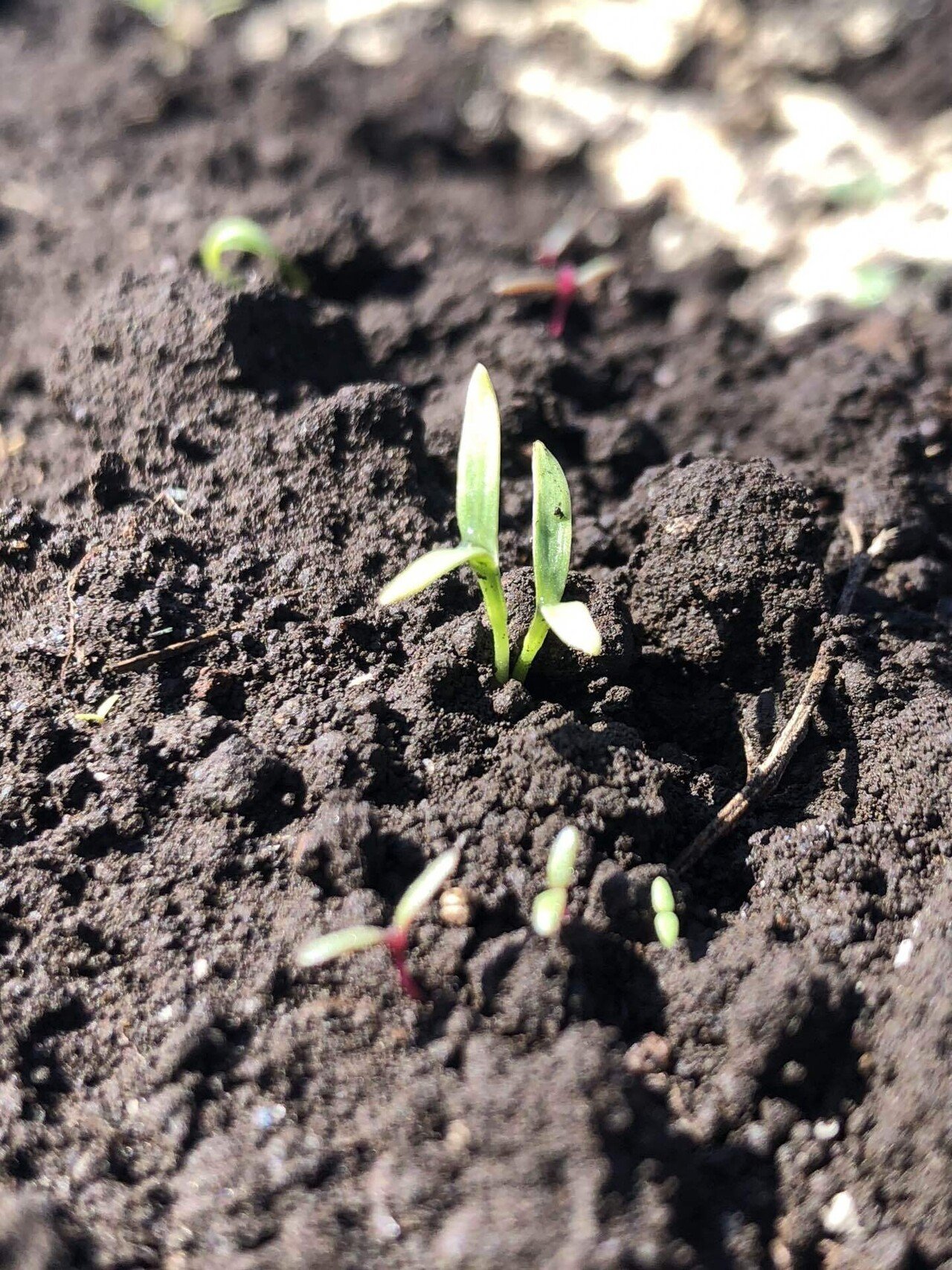 はつか大根の発芽③｜Suzuki Takeshi