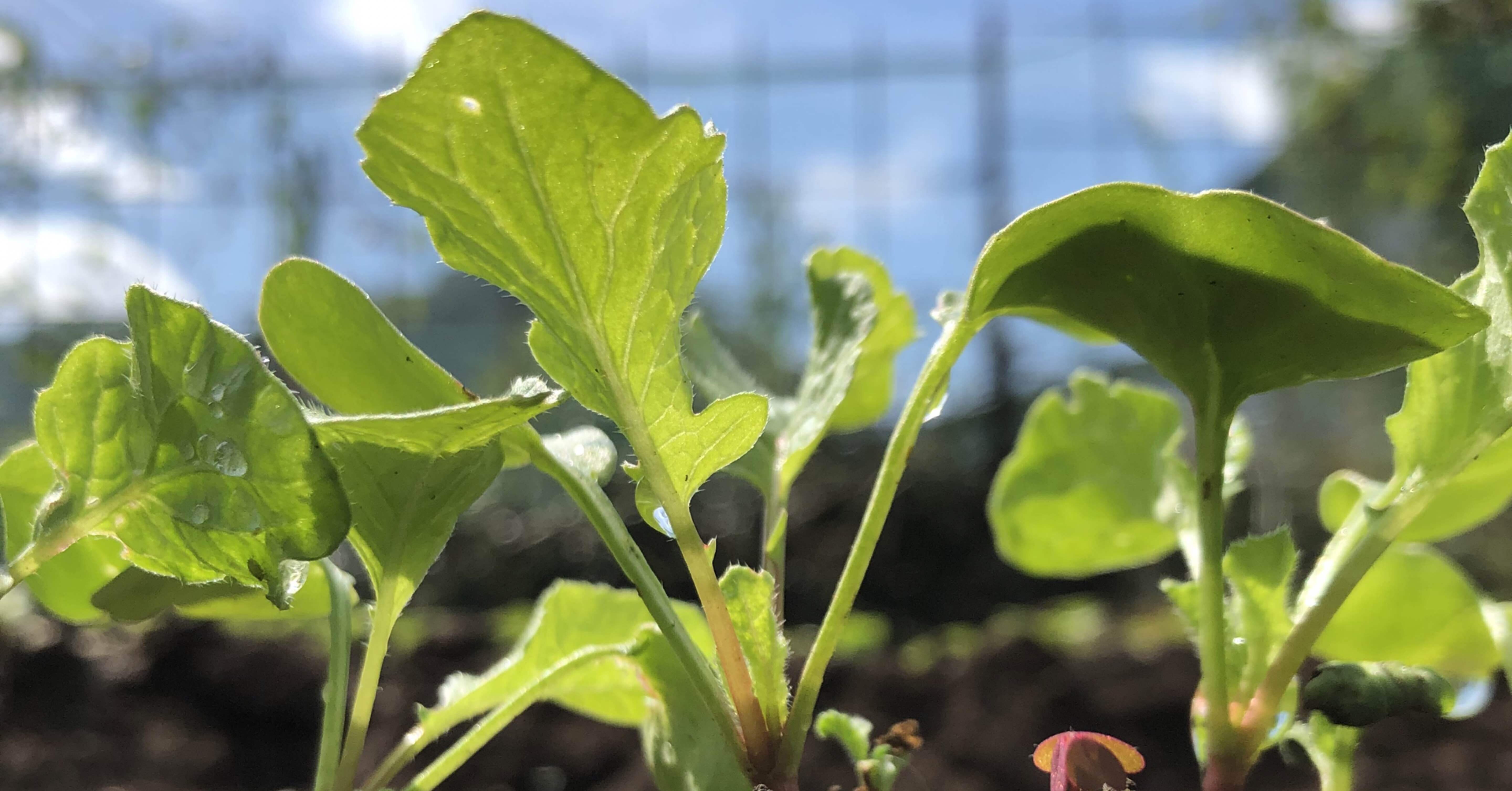 はつか大根の発芽③｜Suzuki Takeshi