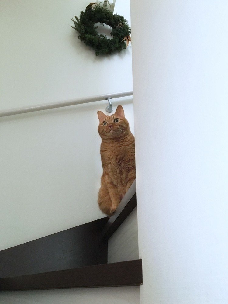 ママがワークショップに行って作ったクリスマスリースが飾られてます。ネコのきづかないところにクリスマスがやってきているのです。でも、見上げれば視界に入るのできづいているけど近づけないから無視しているだけかも。