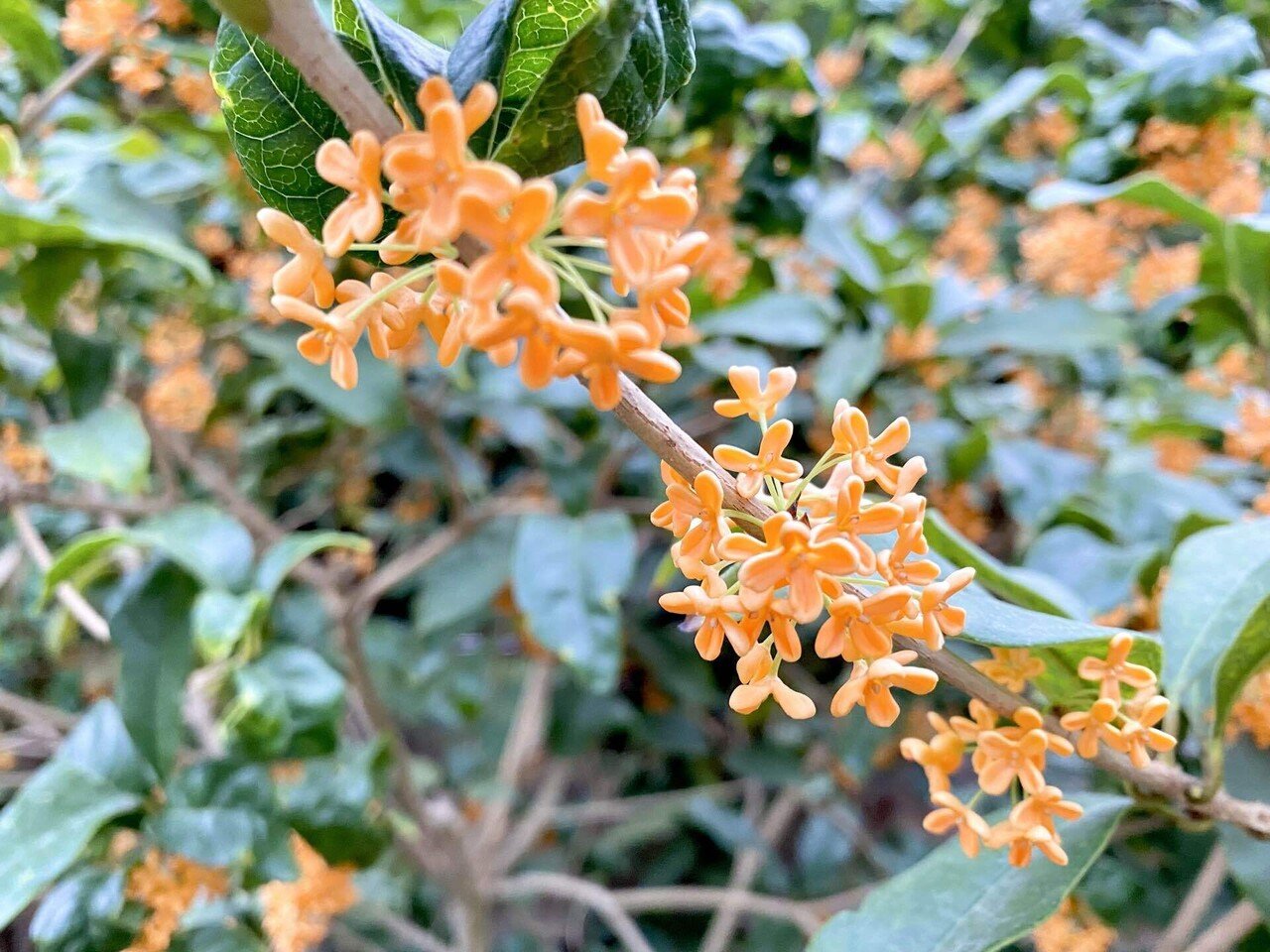 秋のお出かけ］北海道でも香る、金木犀｜ちいさなかべかざり