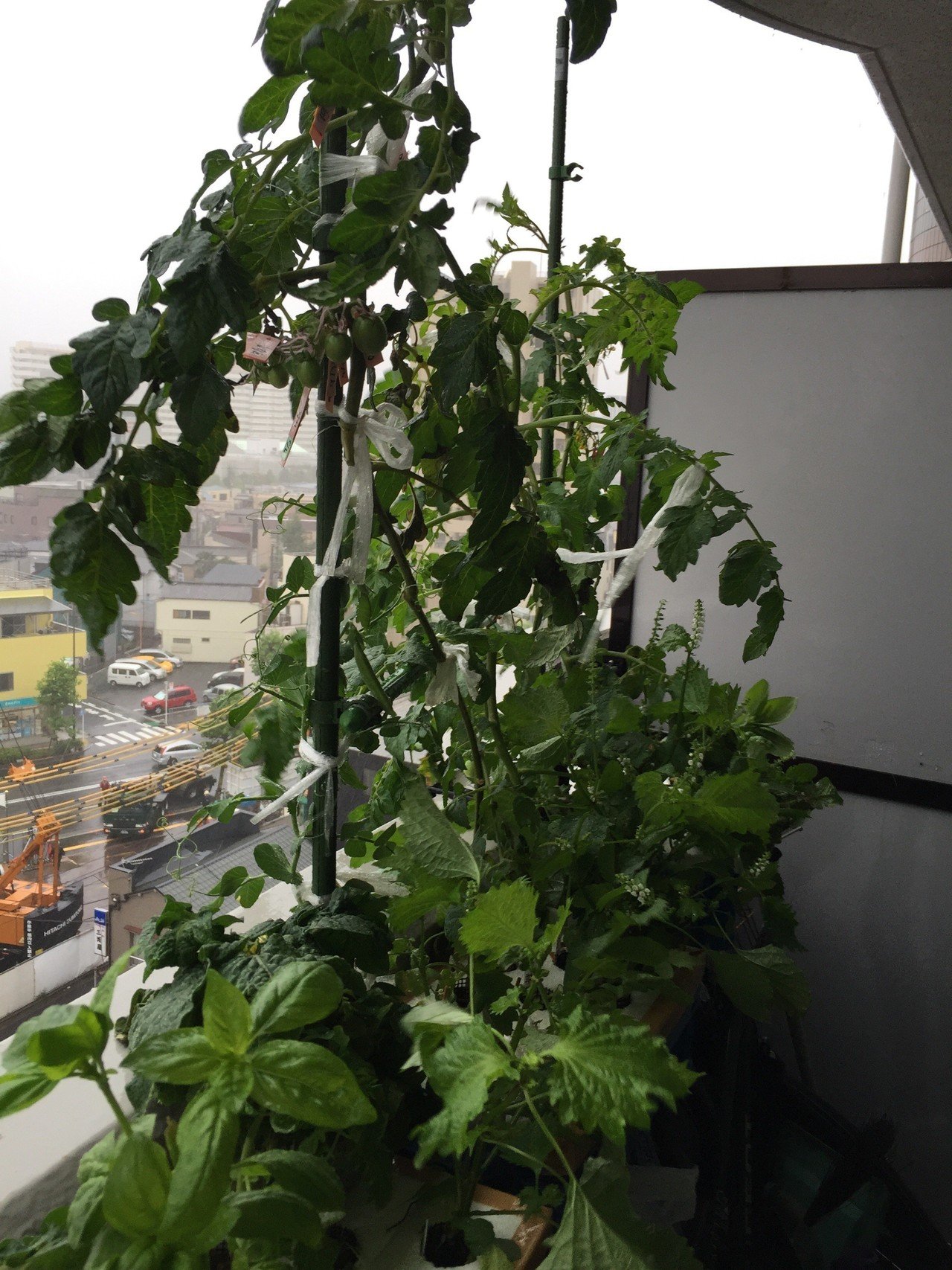 家庭菜園ベランダ14 10 06 台風で忙しい プランターを退避させたり 縛ったり ジャガイモが折れちゃった ｰｰ Dss Note