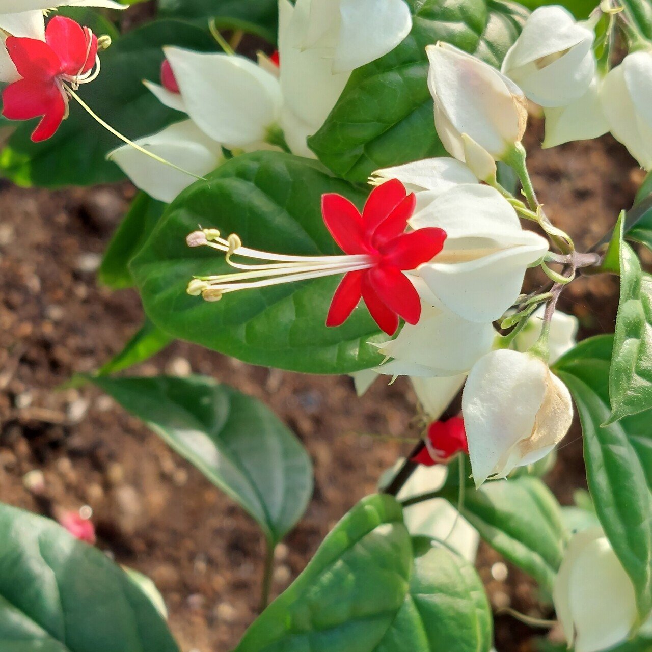 我が家の可憐なゲンぺイカズラが 日差しに微笑んでいる 昨夜の冷たい北風混じりの雨に悲鳴をあげてたのに 確か 花言葉は 親友 個性の強さ チャンス到来 だったよね 赤い花と白いガクのコントラストが美しく やまのぼ Note