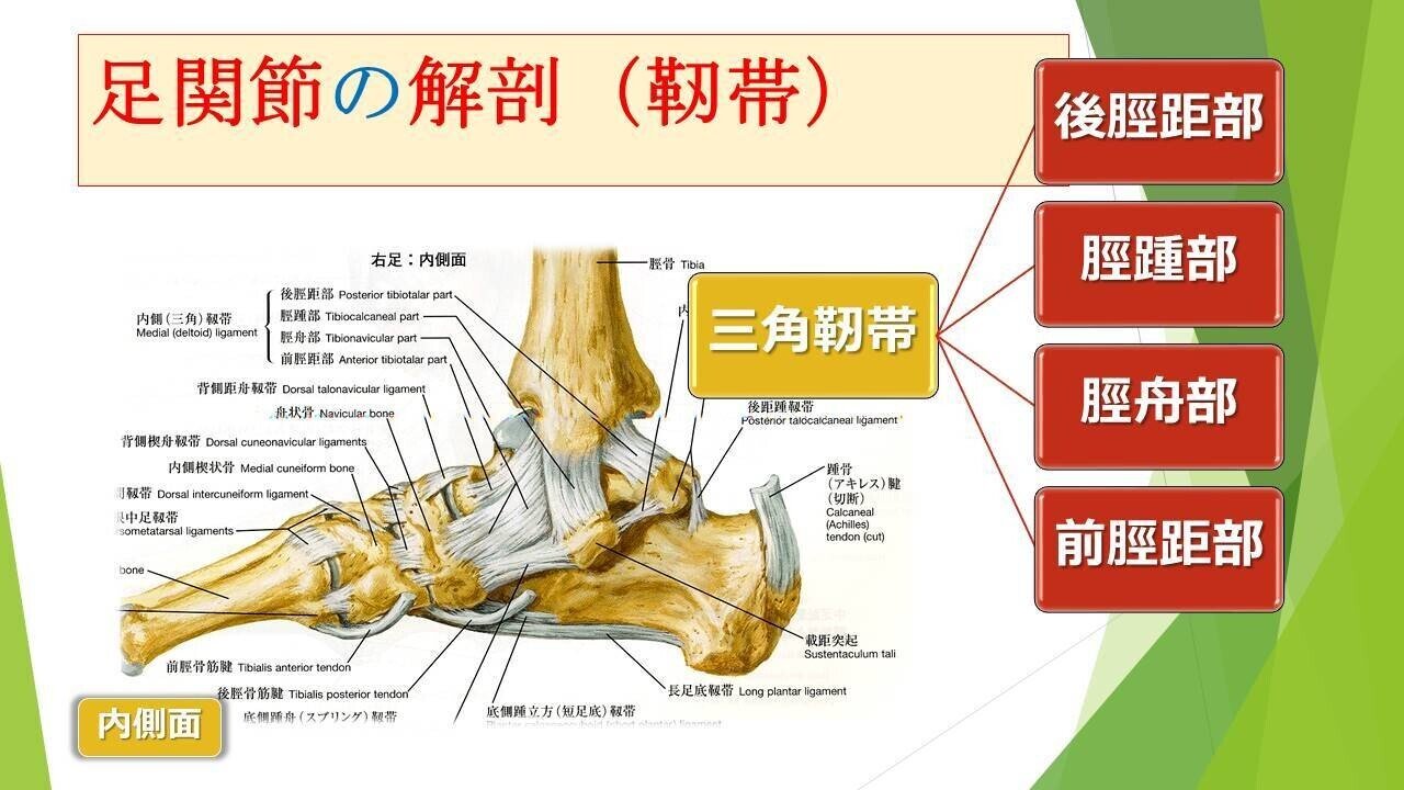 靱帯や腱によく見られる損傷は何ですか?