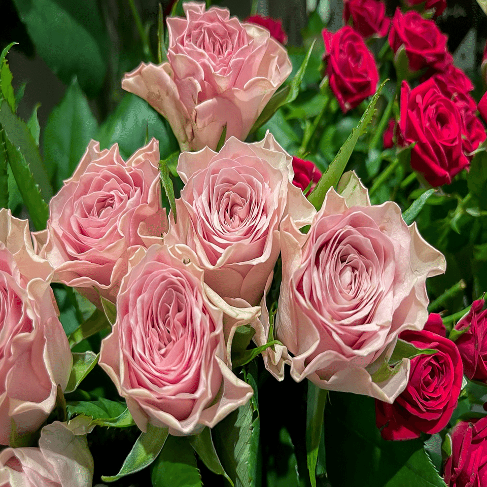 春バラと秋バラの違い D Style Note