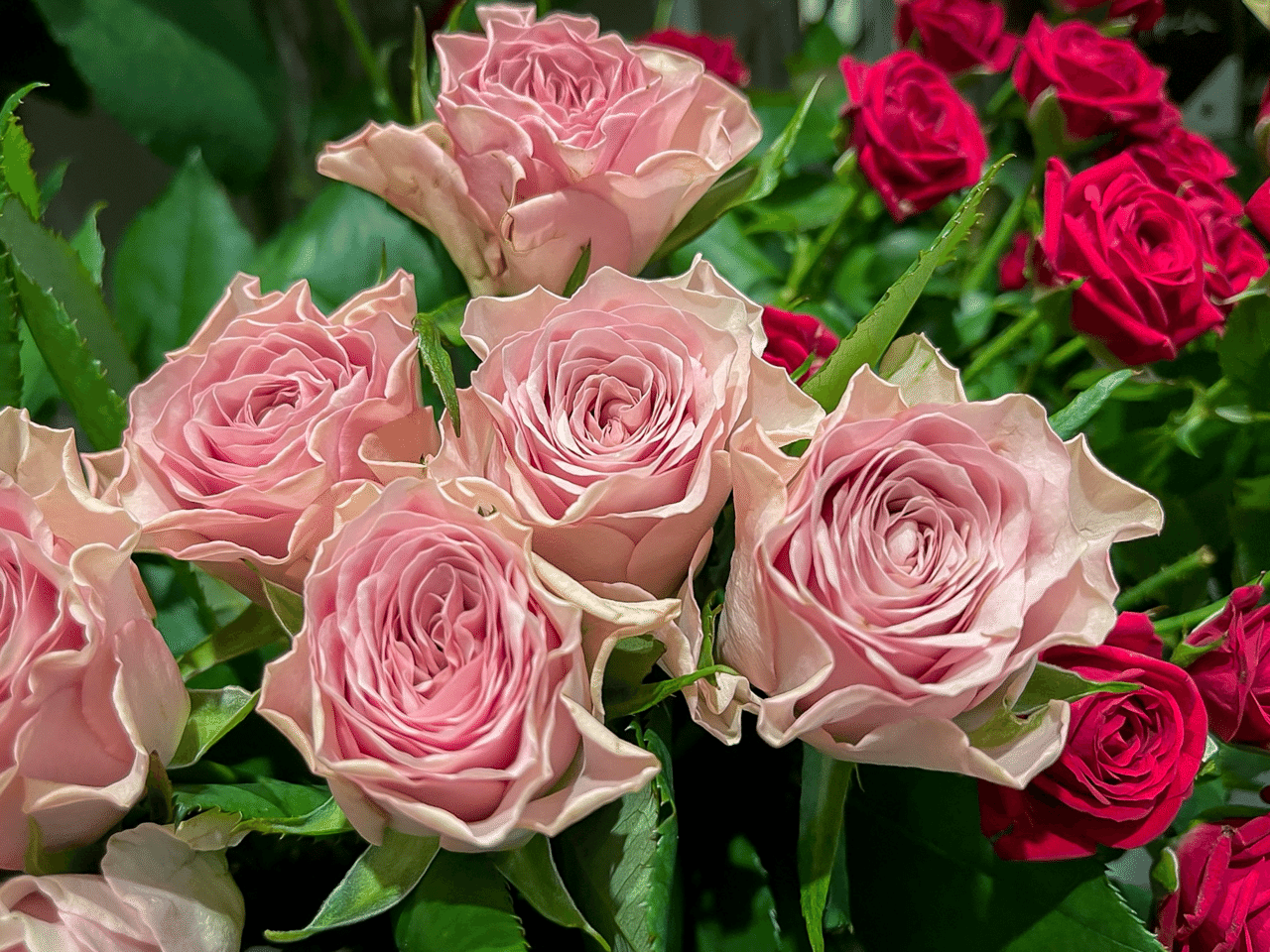 春バラと秋バラの違い D Style Note 春バラと秋バラの違い D Style Note