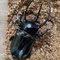 Chalcosoma chiron