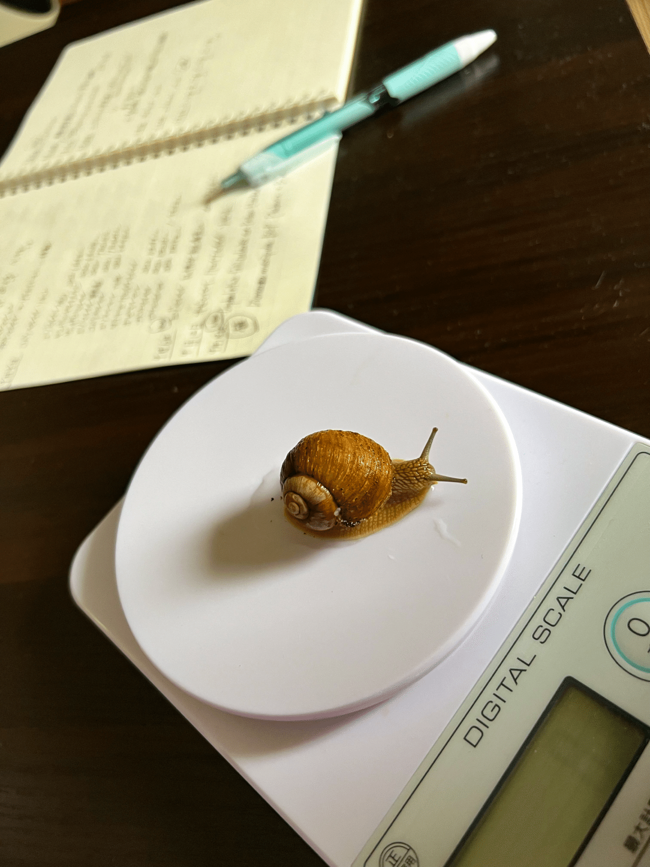 Helix Pomatia ｜ENSiS/かたつむりまみれ