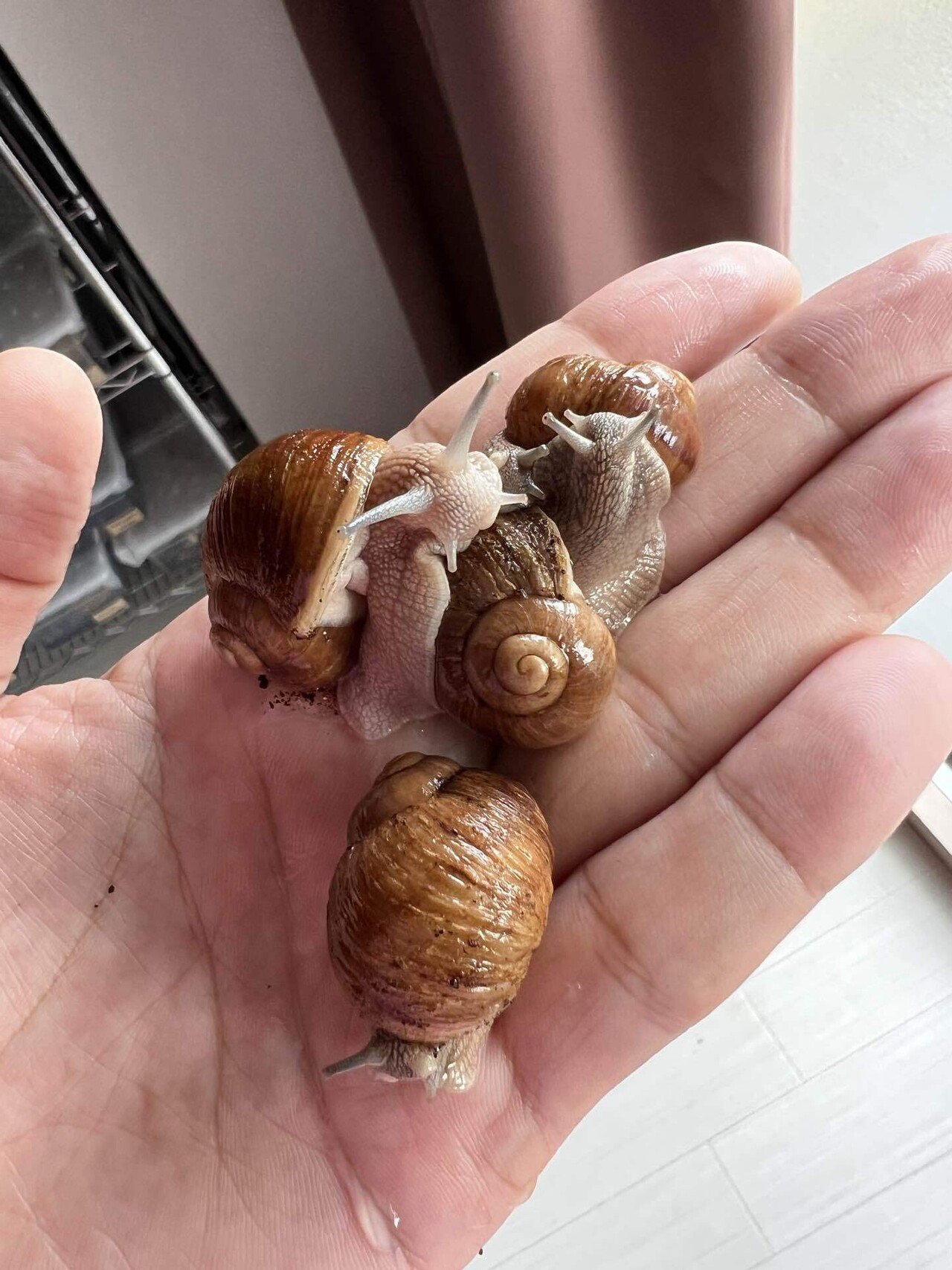 Helix Lucorum 3匹 カタツムリ 陸貝