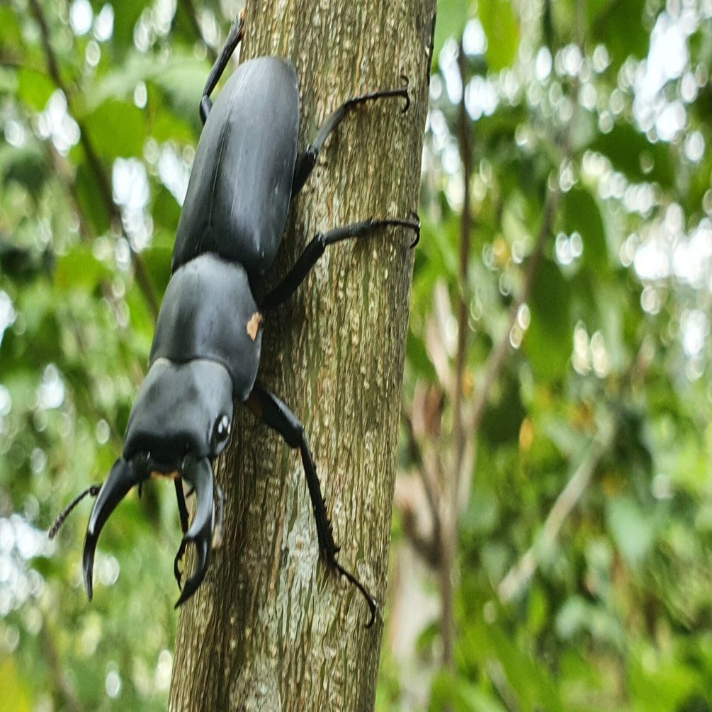 宮城県 秋田県 ヒメオオクワガタ採集 【後編】｜キヨタミ