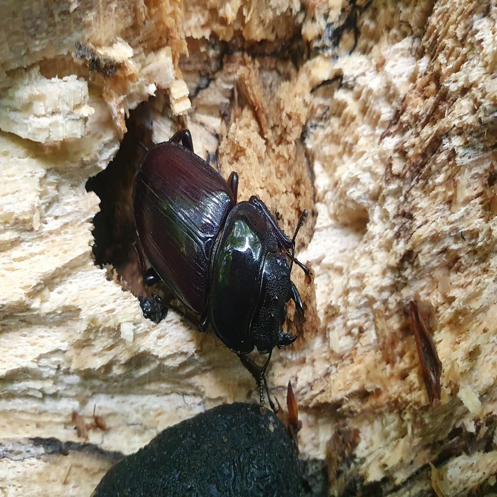 岩手県産天然オオクワガタ♂56mm♀38mm