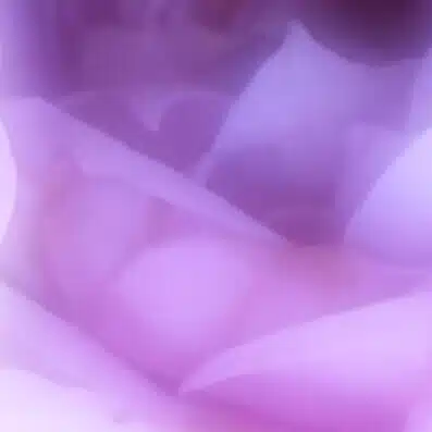 白薔薇