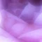 白薔薇