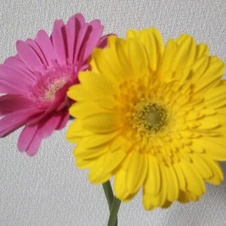 ぷちひまわり🍀