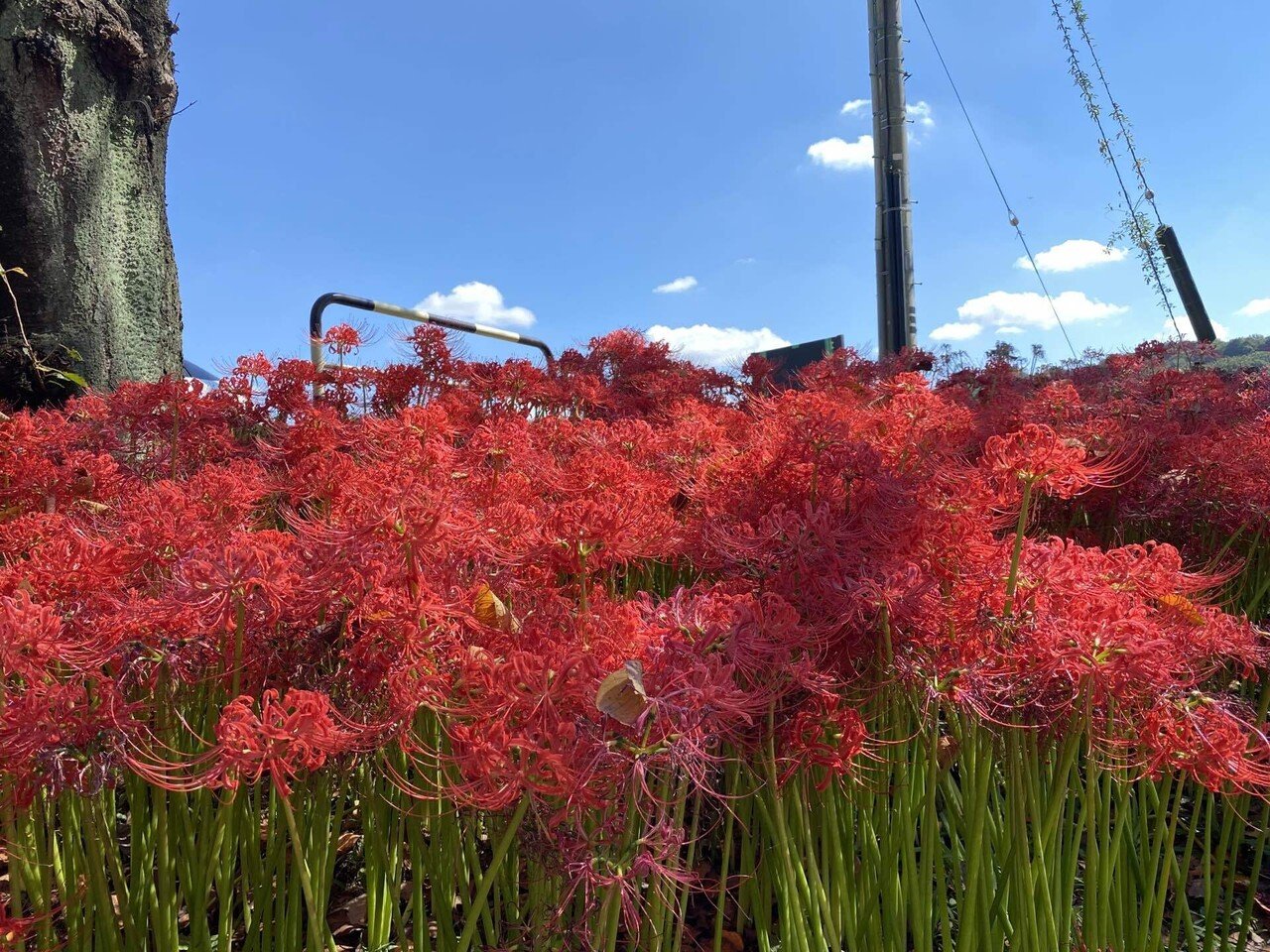 日本一の彼岸花畑「巾着田曼珠沙華まつり」2022レポート｜音宮