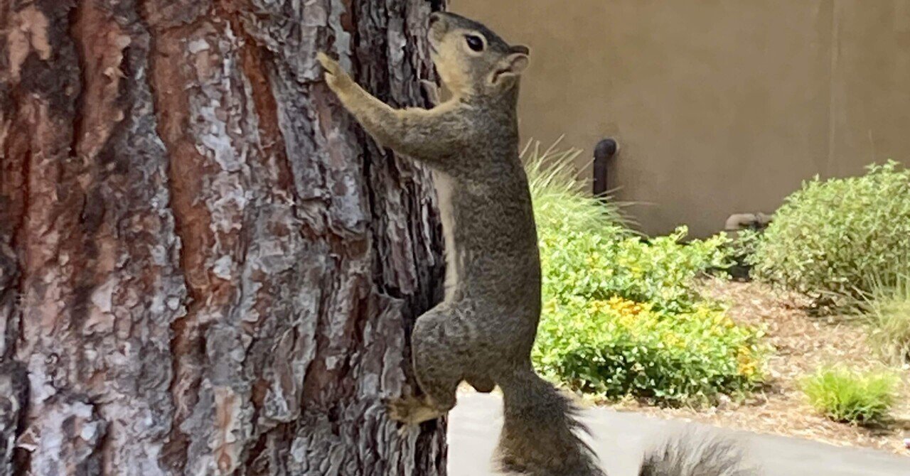 異国の地で異国の人と関わるということ 17 Piiiiiori Note 異国の地で異国の人と関わるということ 17 Piiiiiori Note