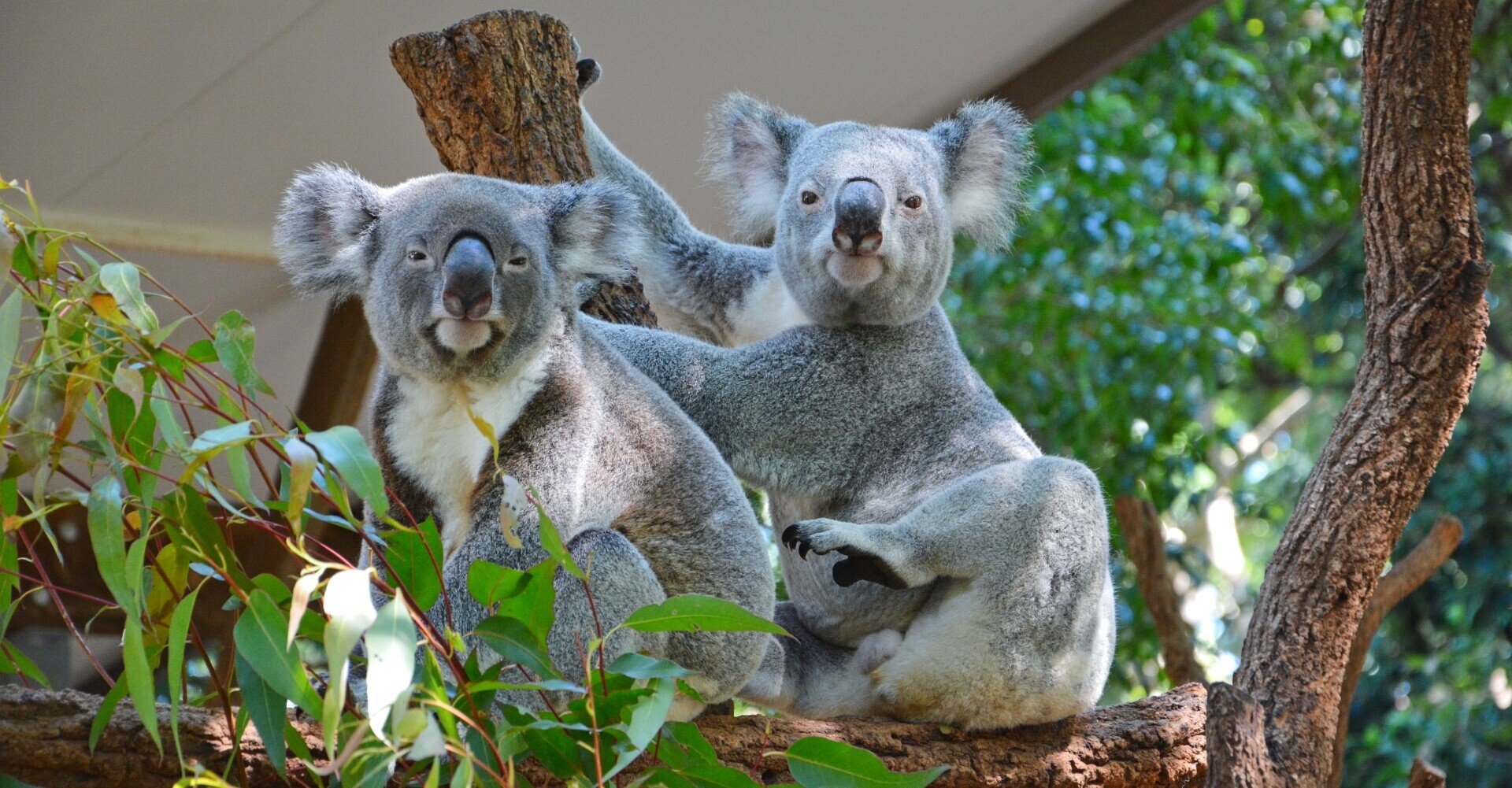 ケアンズ コアラ動物園インターンシップ Wave留学 Note ケアンズ コアラ動物園インターンシップ Wave留学 Note
