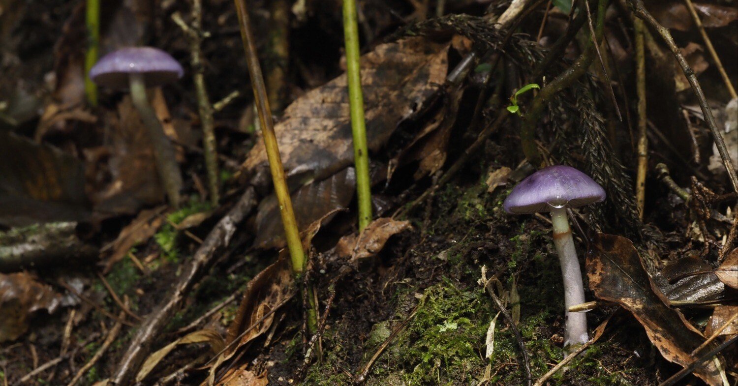 0c3d2d84f796f58b2a94f50ff1f819