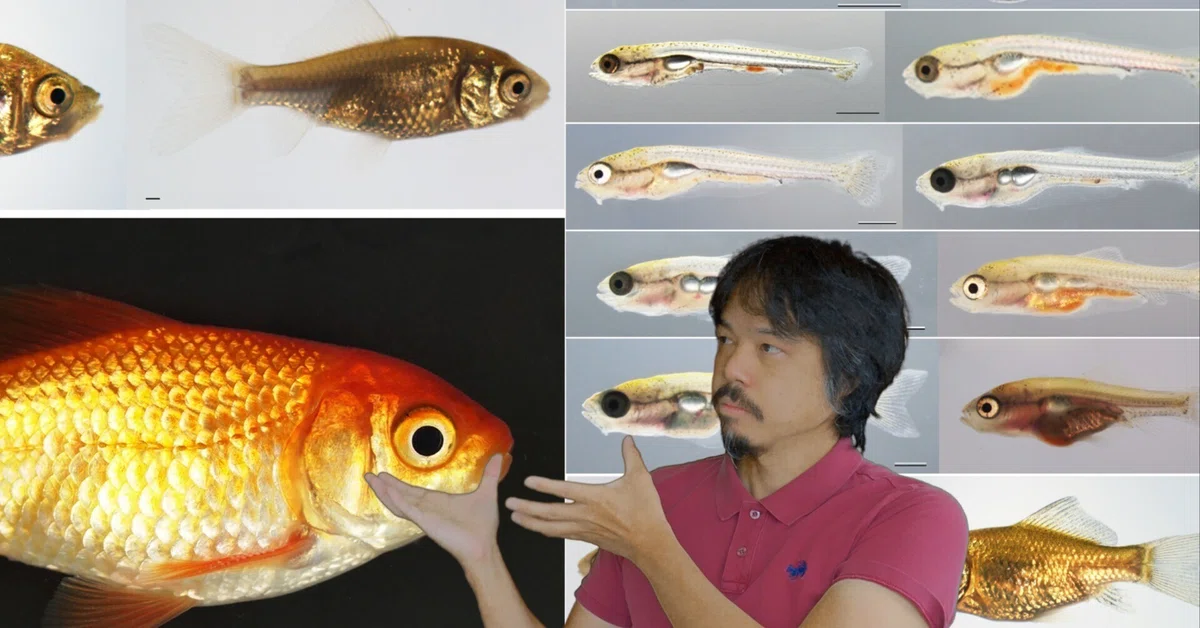 金魚の発生学実験＃12 孵化後の仔魚、稚魚の発生段階｜Kinya Ota