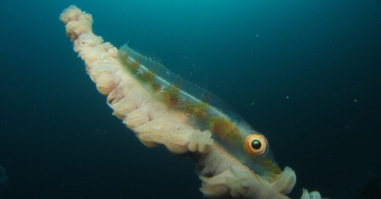 ガラスハゼ ダイビングで見つけるのが楽しみな小さなハゼ 稲垣湧斗 Note ガラスハゼ ダイビングで見つけるのが楽しみな小さなハゼ 稲垣湧斗 Note