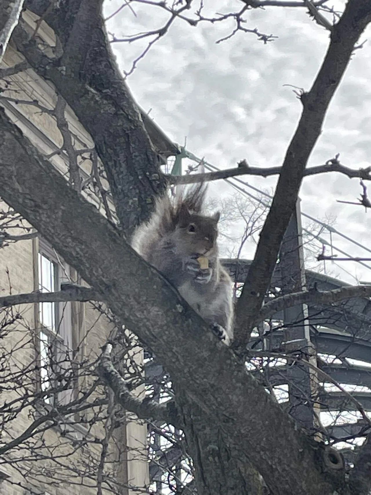 37 Torontoの動物達｜ikabodo