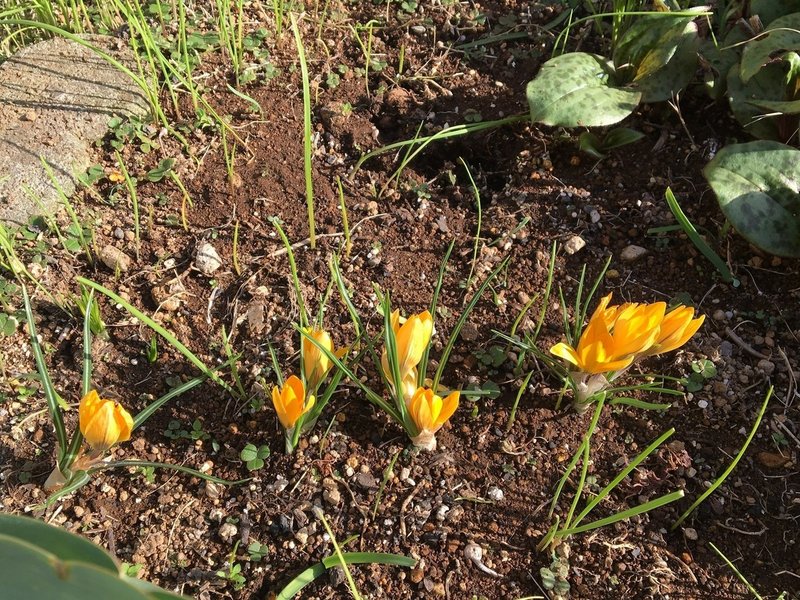 1年間の花日記 らいむ Note