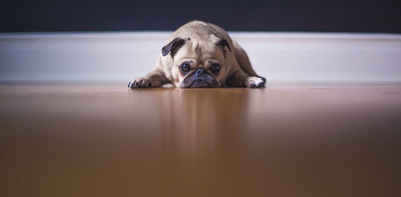 愛犬にどうすれば楽しくお風呂に入ってもらえるのか フクシマ化学 Note