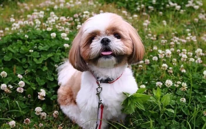 人気の犬種ランキング 8位 ラウレアちゃん Note 人気の犬種ランキング 8位 ラウレアちゃん Note