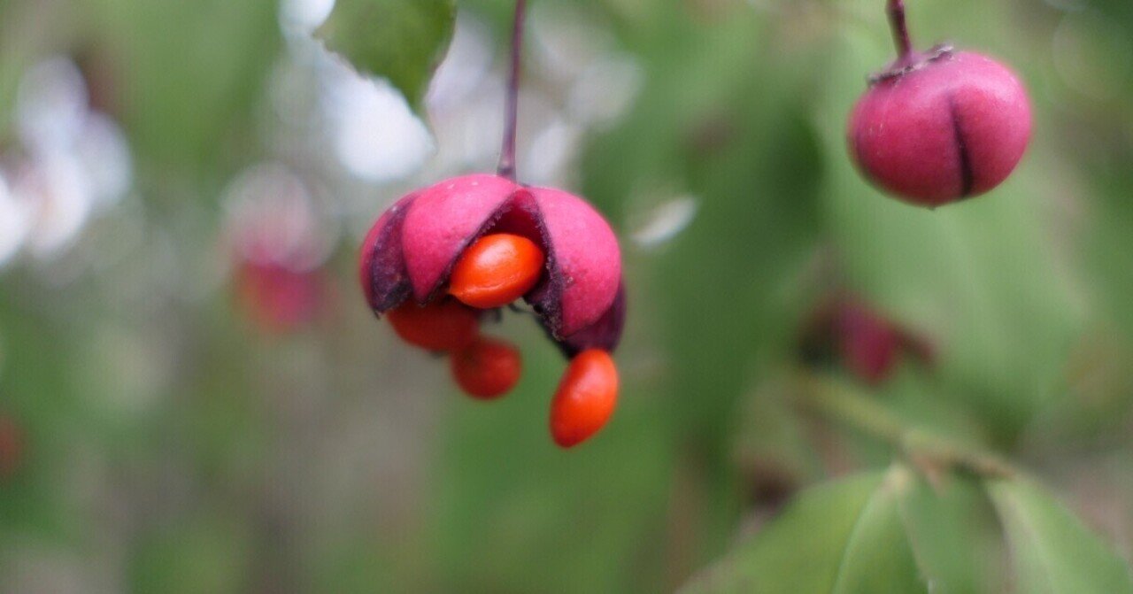 ツリバナマユミ｜気楽な散歩