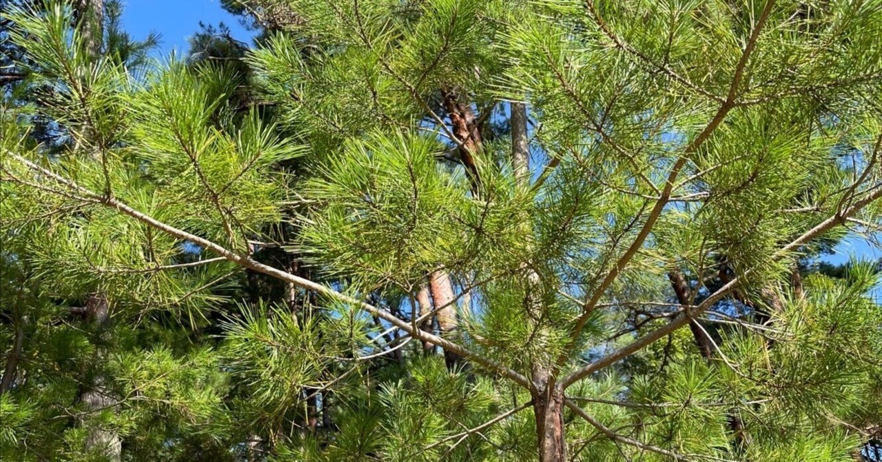 キーワードは『松』&『玄米』&『心臓』&『血液』&『螺旋』&『微生物』&『ゆったりとした時間』ー第7...