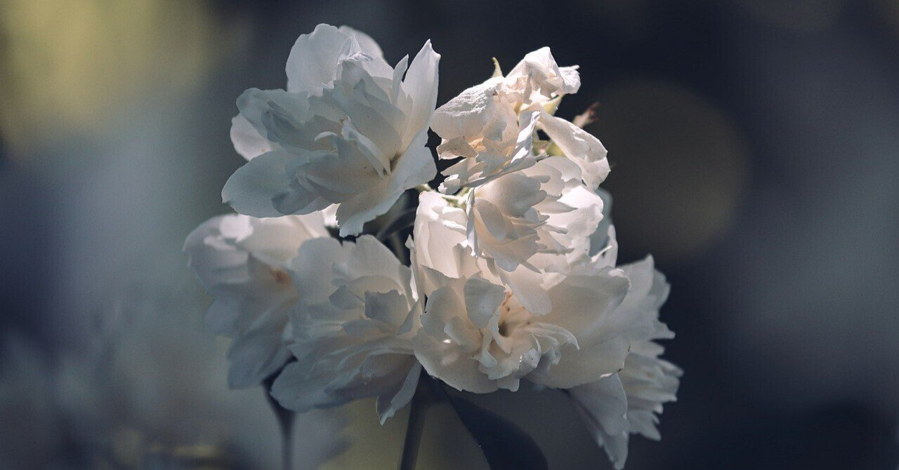 日向坂で会いましょう に萌ゆ 花言葉は 愛らしさ ちょろい Note 日向坂で会いましょう に萌ゆ 花言葉は 愛らしさ ちょろい Note