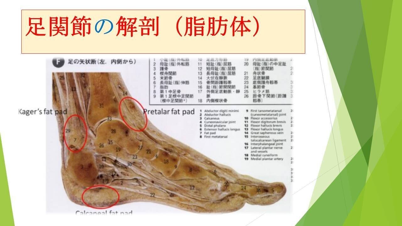 足関節脂肪体の解剖と位置関係です。 後方→ケイガーズ脂肪体 前面→距骨前脂肪体 下方→踵部脂肪体となっています。 働きとしては ・衝撃の吸収 ・組織、腱の保護 ・滑走の補助などです 骨折などに