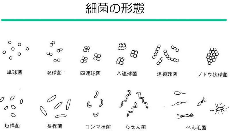 細菌 1 古賀祐史 古賀農園 福岡県 Note