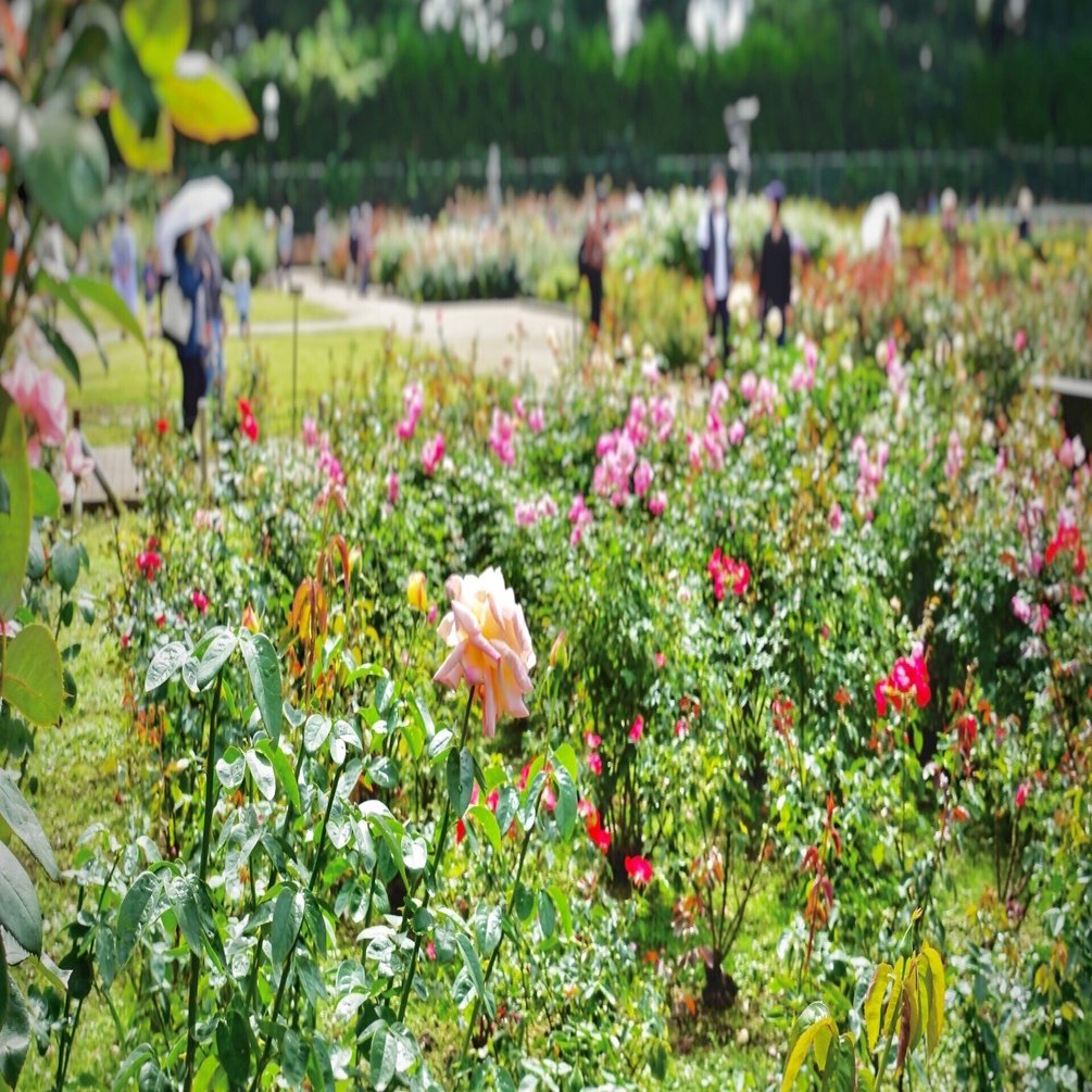 22年10月 神代植物公園の秋のバラフェスタで 神代バラコレ を使ってみました Stair Lab Note