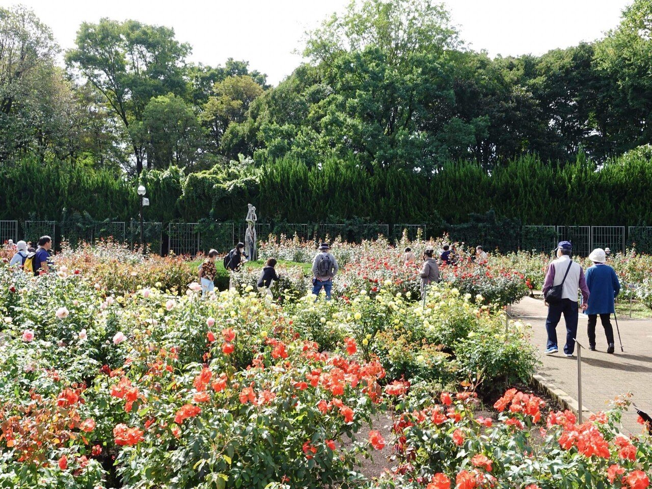 22年10月 神代植物公園の秋のバラフェスタで 神代バラコレ を使ってみました Stair Lab Note 22年10月 神代植物公園の秋のバラフェスタで 神代バラコレ を使ってみました Stair Lab Note