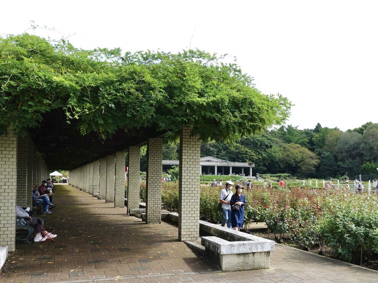22年10月 神代植物公園の秋のバラフェスタで 神代バラコレ を使ってみました Stair Lab Note 22年10月 神代植物公園の秋のバラフェスタで 神代バラコレ を使ってみました Stair Lab Note