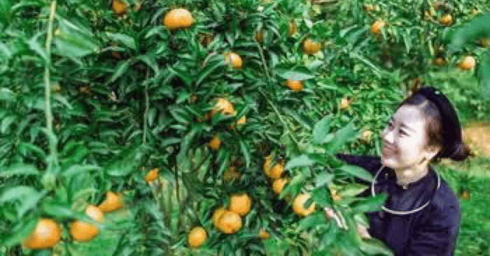 ベトナムランソン省バックソン県のみかんについて｜東城敬貴 keiki tojo